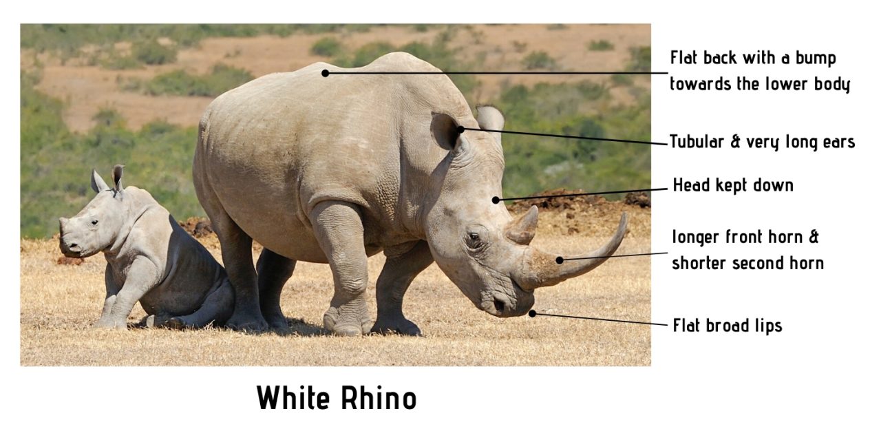 What's The Difference? White Rhino Vs Black Rhino Safari Ventures