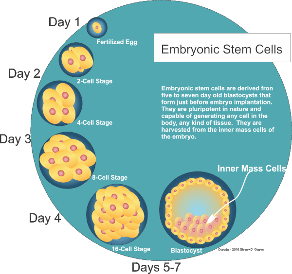 Embryonic Stem Cells Safari Veterinary Care Centers in League City, TX