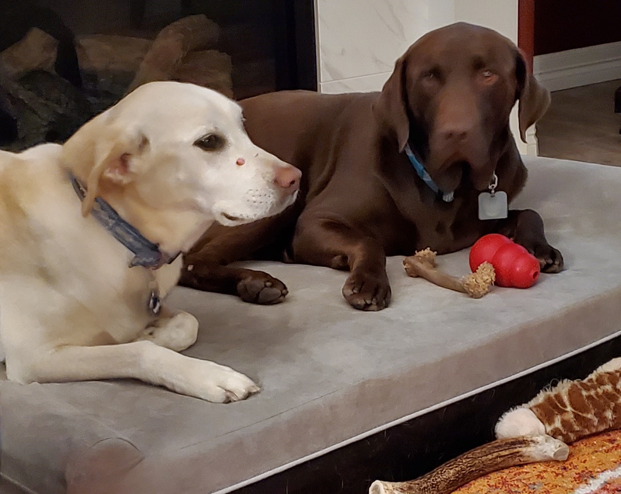 Max Safe Harbor Lab Rescue