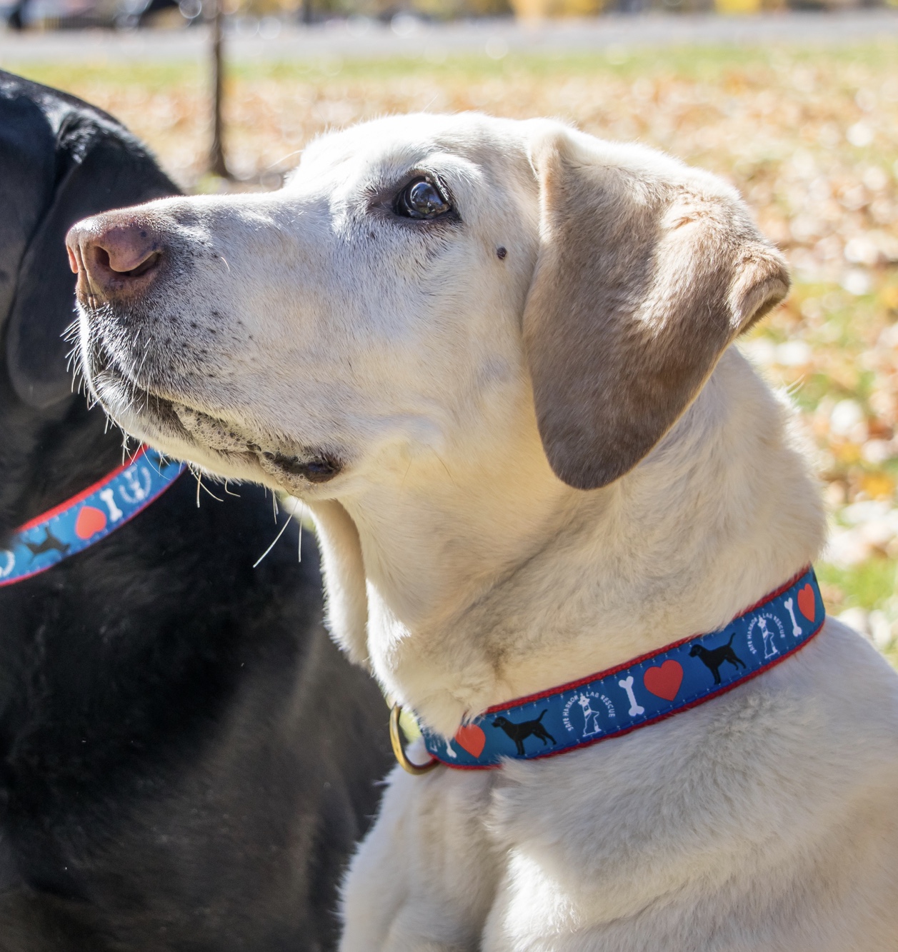 SHLR Merchandise Safe Harbor Lab Rescue Denver