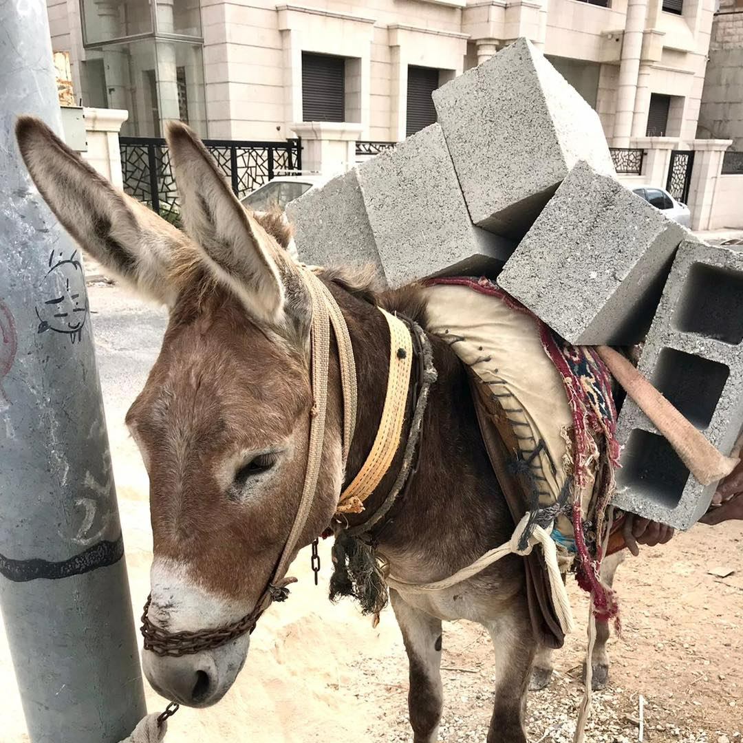 Builder Donkey Safe Haven for Donkeys