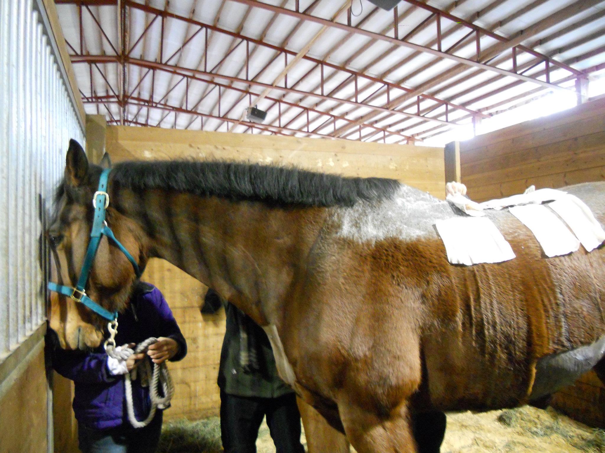 Strider Skin Grafts Update Save a Equine (SAFE)