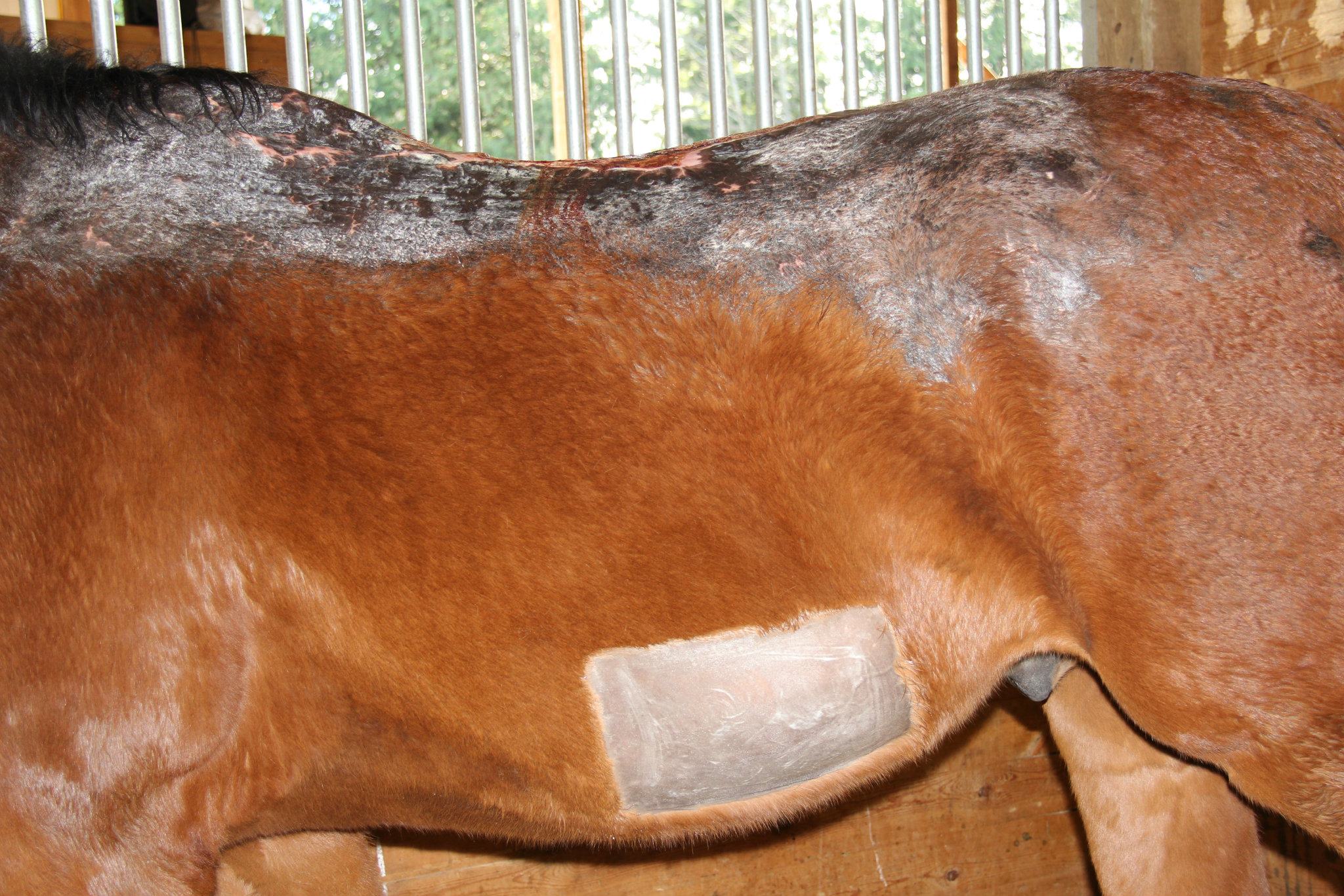 Strider's Skin Graft Procedure Save a Equine (SAFE)
