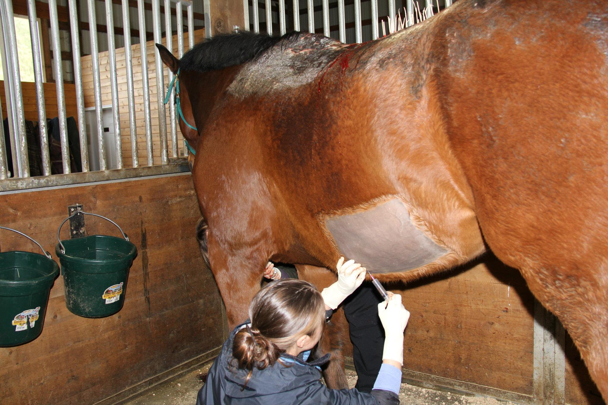 Strider’s Skin Graft Procedure Save a Equine (SAFE)
