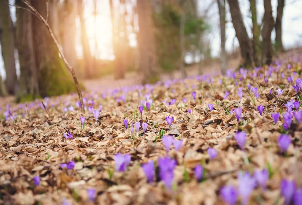 Is Saffron Consumption Beneficial for Children? 2023