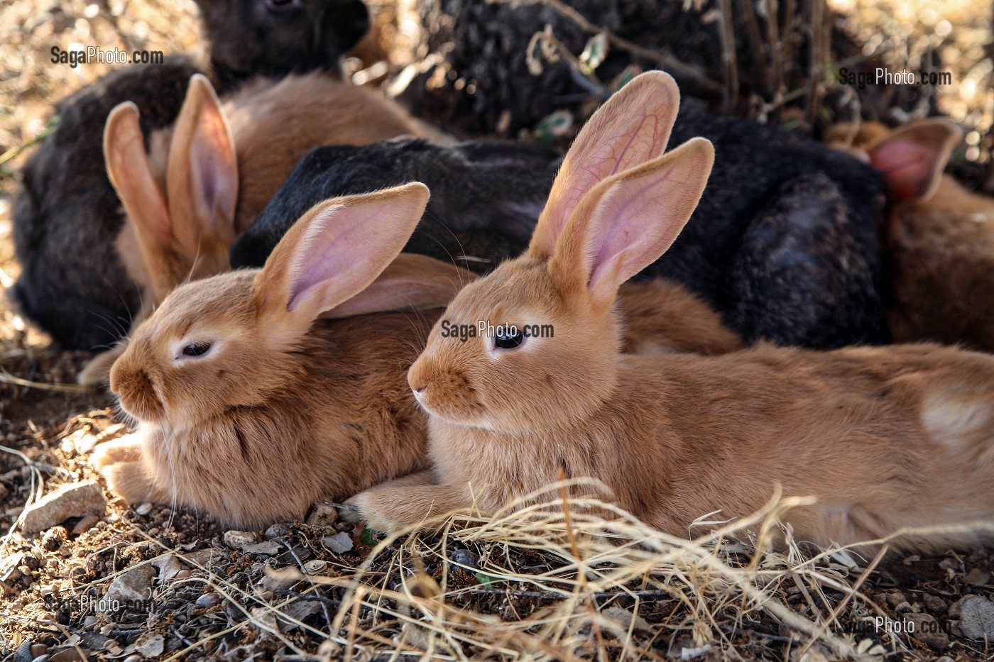 photo de LAPINS DANS LEUR CLAPIER NATUREL, ELEVAGE EN
