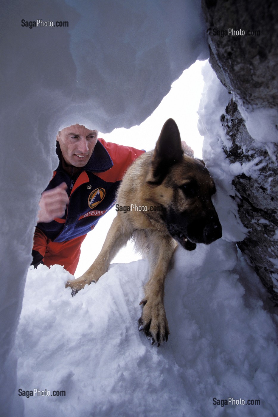 photo de LE CHIEN (BERGER ALLEMAND) EST TOUJOURS LE PREMIER A APPROCHER