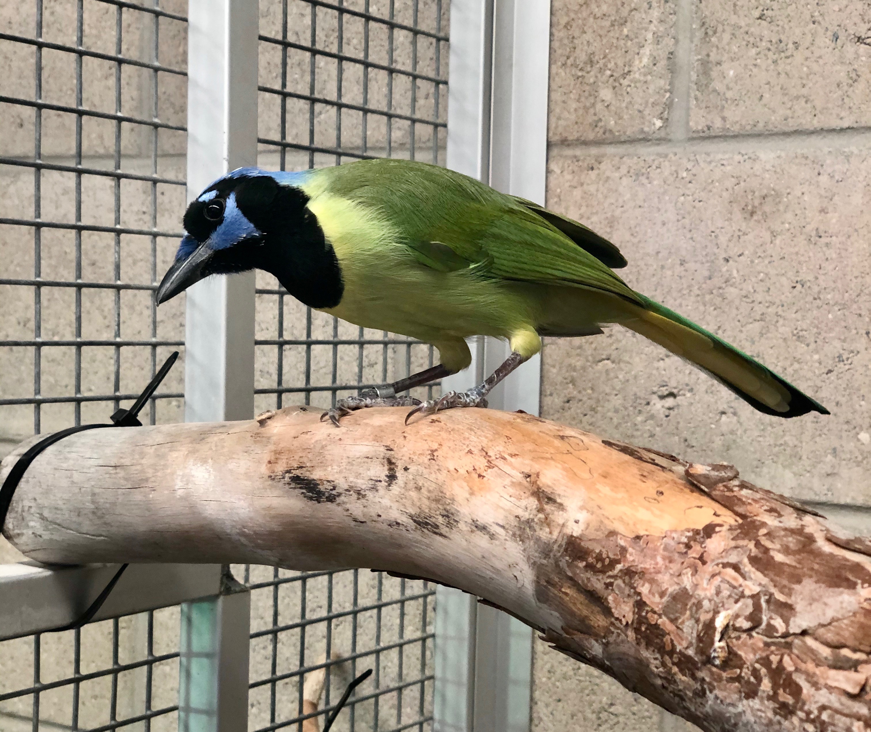 Green Jay Saginaw Childrens Zoo