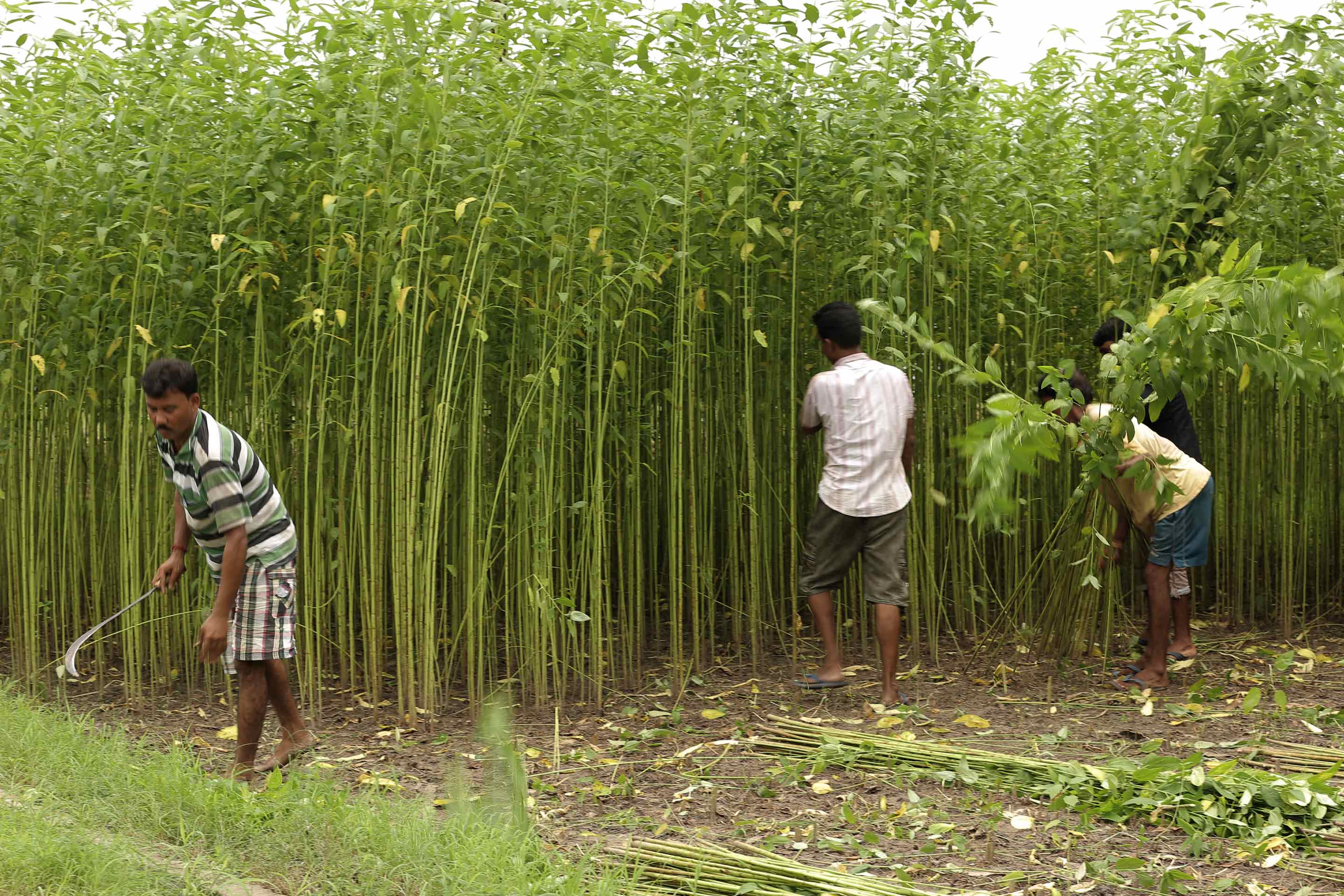 Common Jute Species in West Bengal Sahapedia
