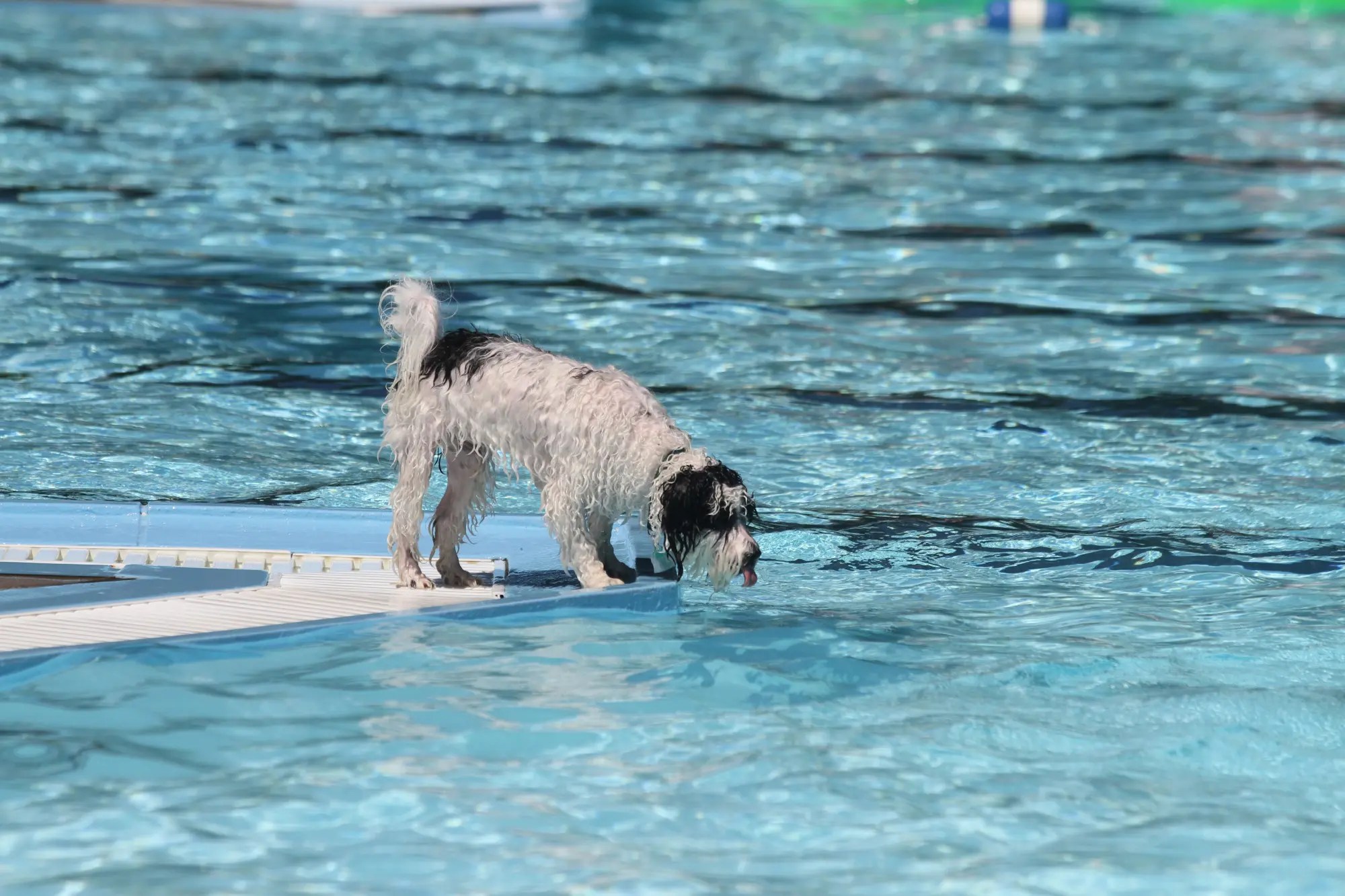 Can Pool Water Kill Dogs