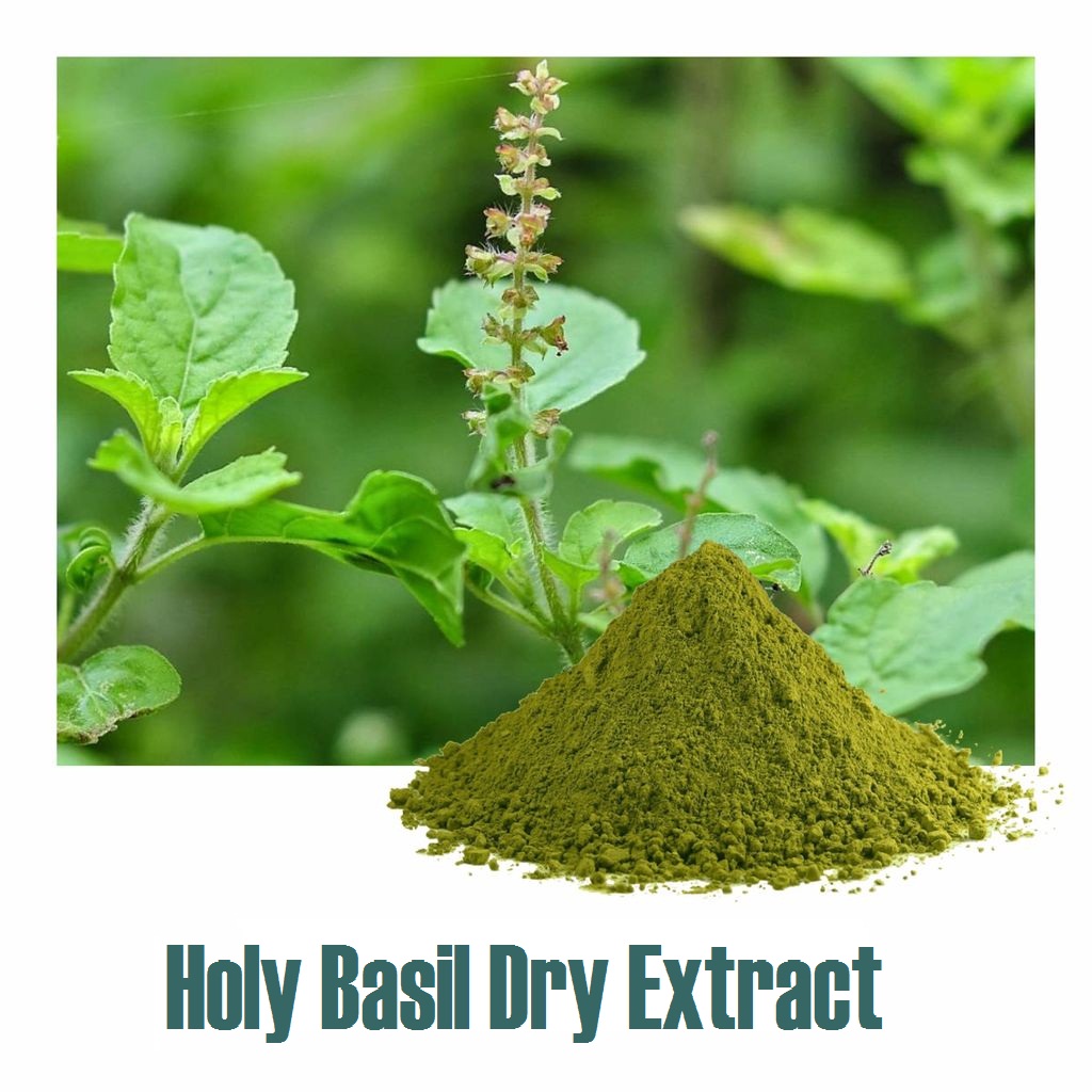 Ocimum Sanctum Extract Standardized Botanical Extracts Manufacturer