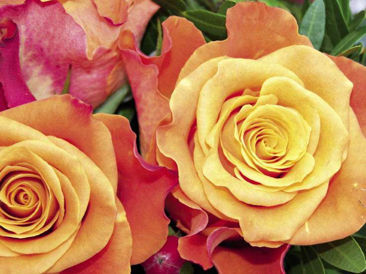 Bed of roses SA Home Owner