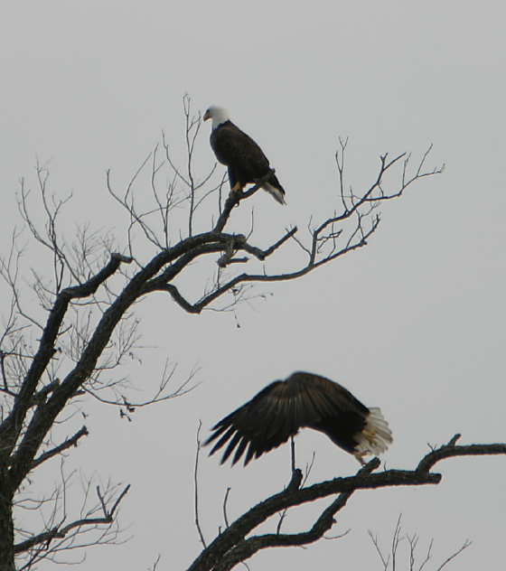 Bald eagles nesting in central Texas