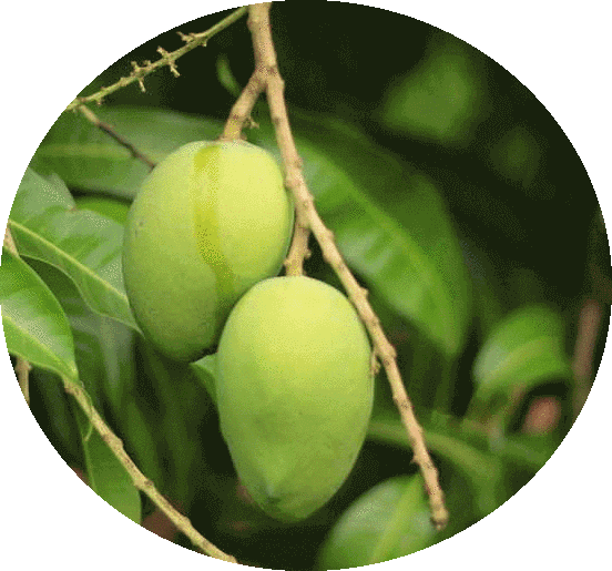 Farm Fresh Mangoes online. Chennai, Bangalore, Hyderabad. All India