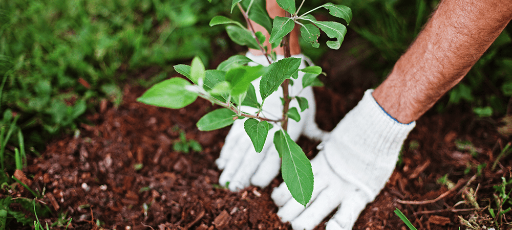 Fall Planting Guide tree planting Salisbury Greenhouse