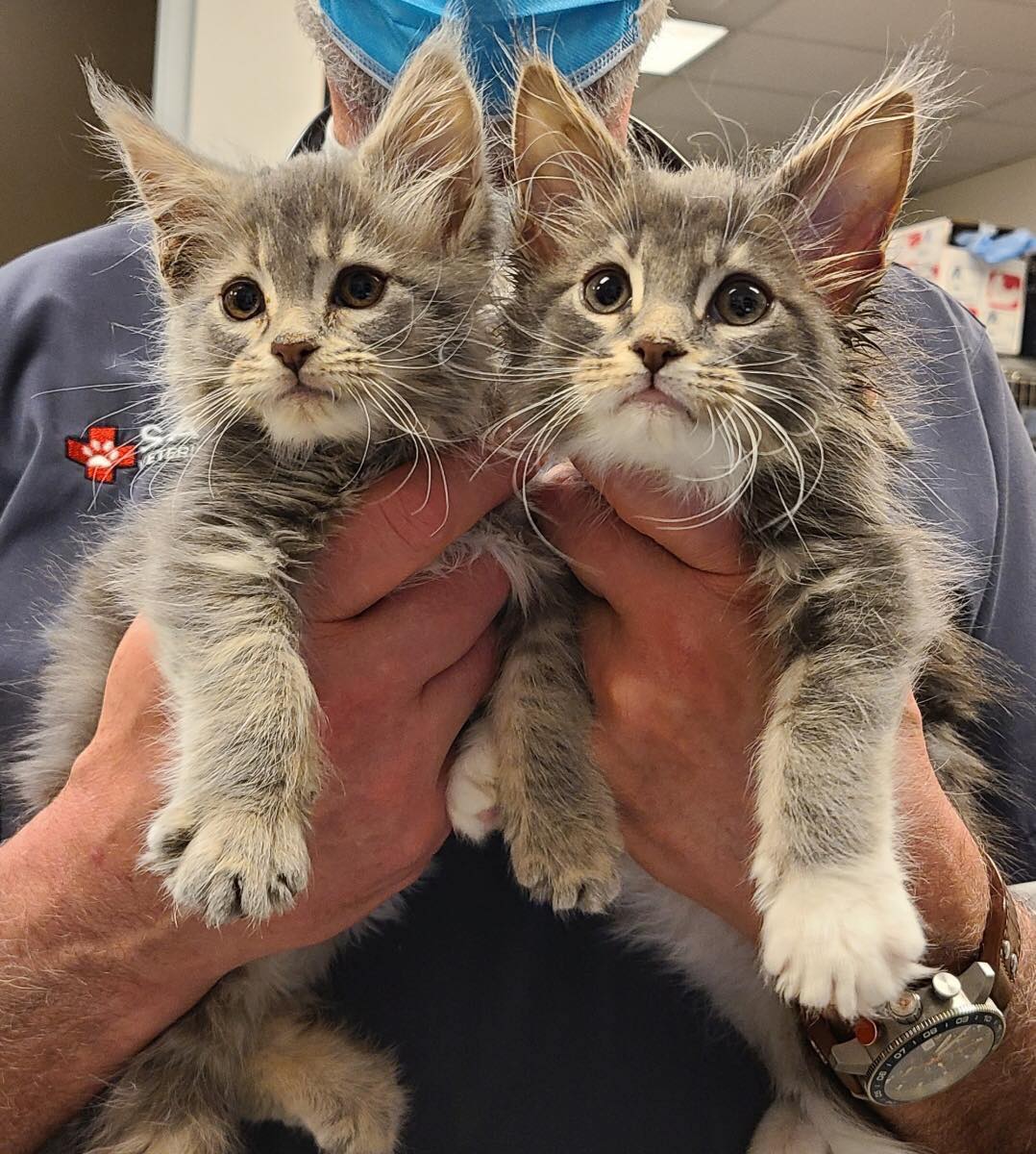 Kitten Wellness Packages Salish Veterinary Hospital