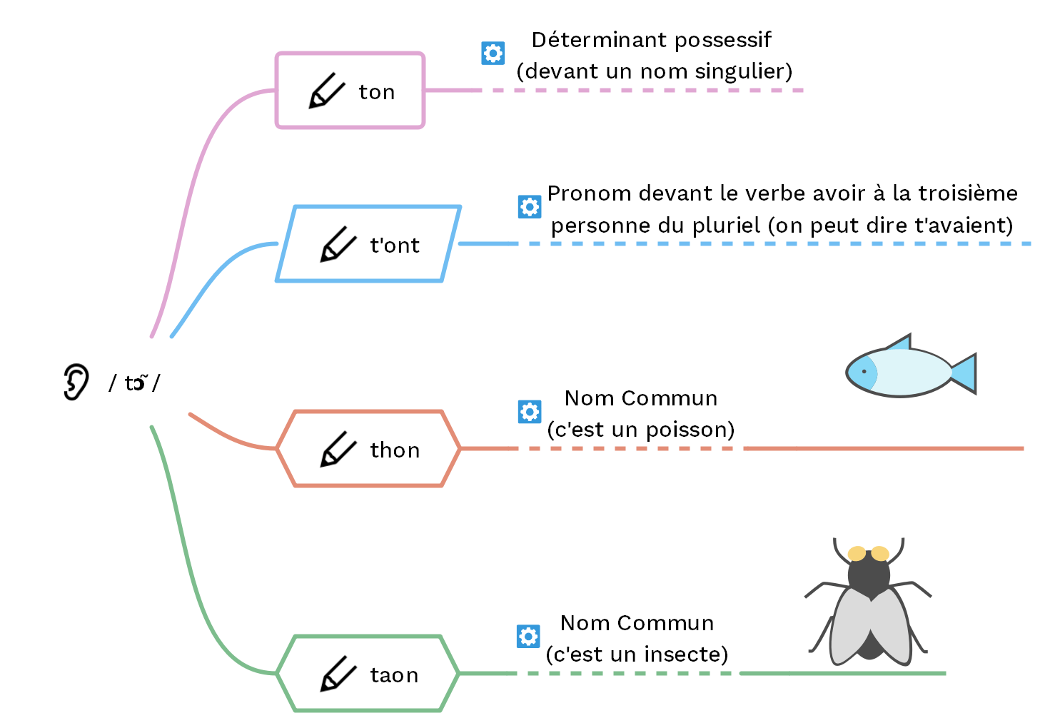 "ton" ou "t'ont" distinguer les homophones EXERCICE Cours2français 🙂