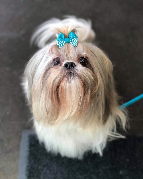 Contact Us Salon Versace Dog Wash & Grooming