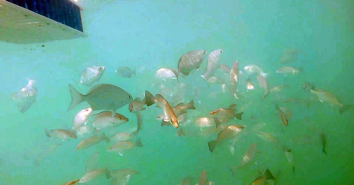 How To Chum Up Snapper (For Tight Lines & Delicious Dinners)