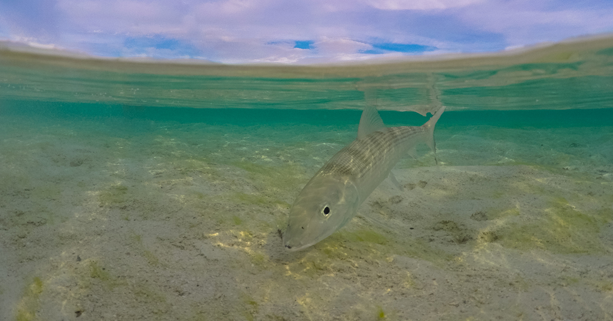 Goofy Jigs Are These The Best Lures For Catching Pompano On The Beach?