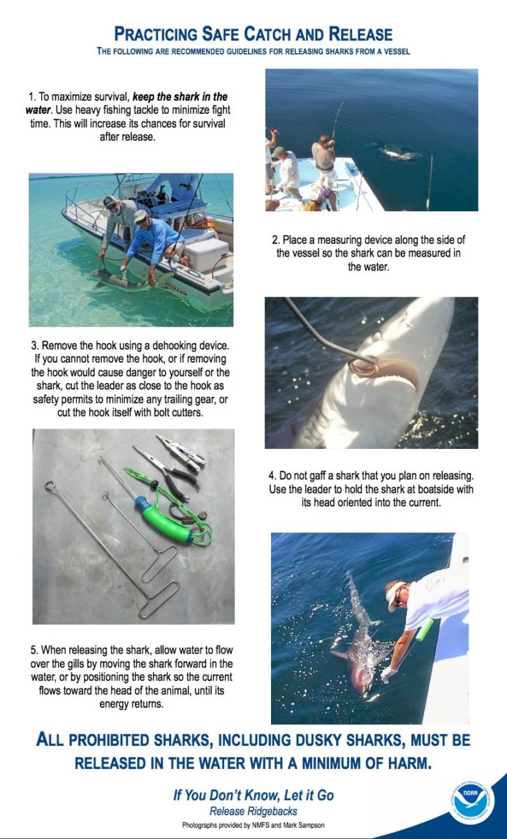 The Complete Guide To Shark Fishing Regulations In Florida