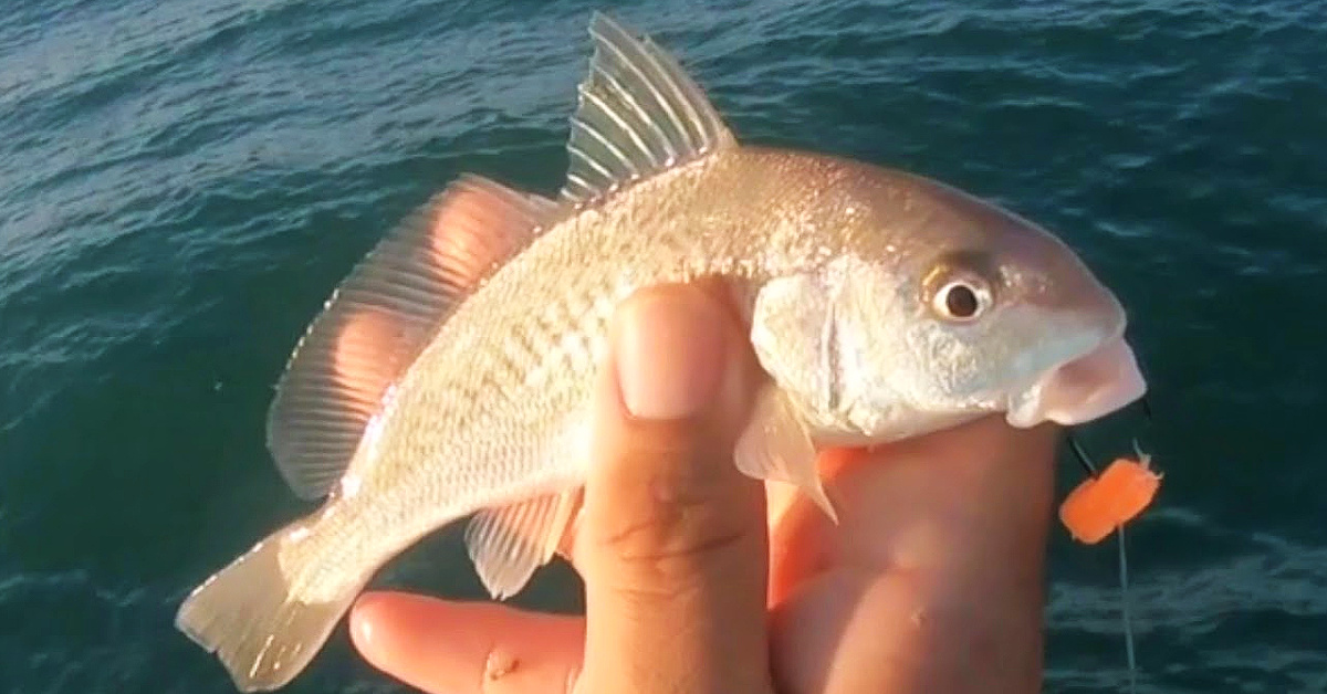 Use This Simple Rig To Catch Live Bait For Monster Fish