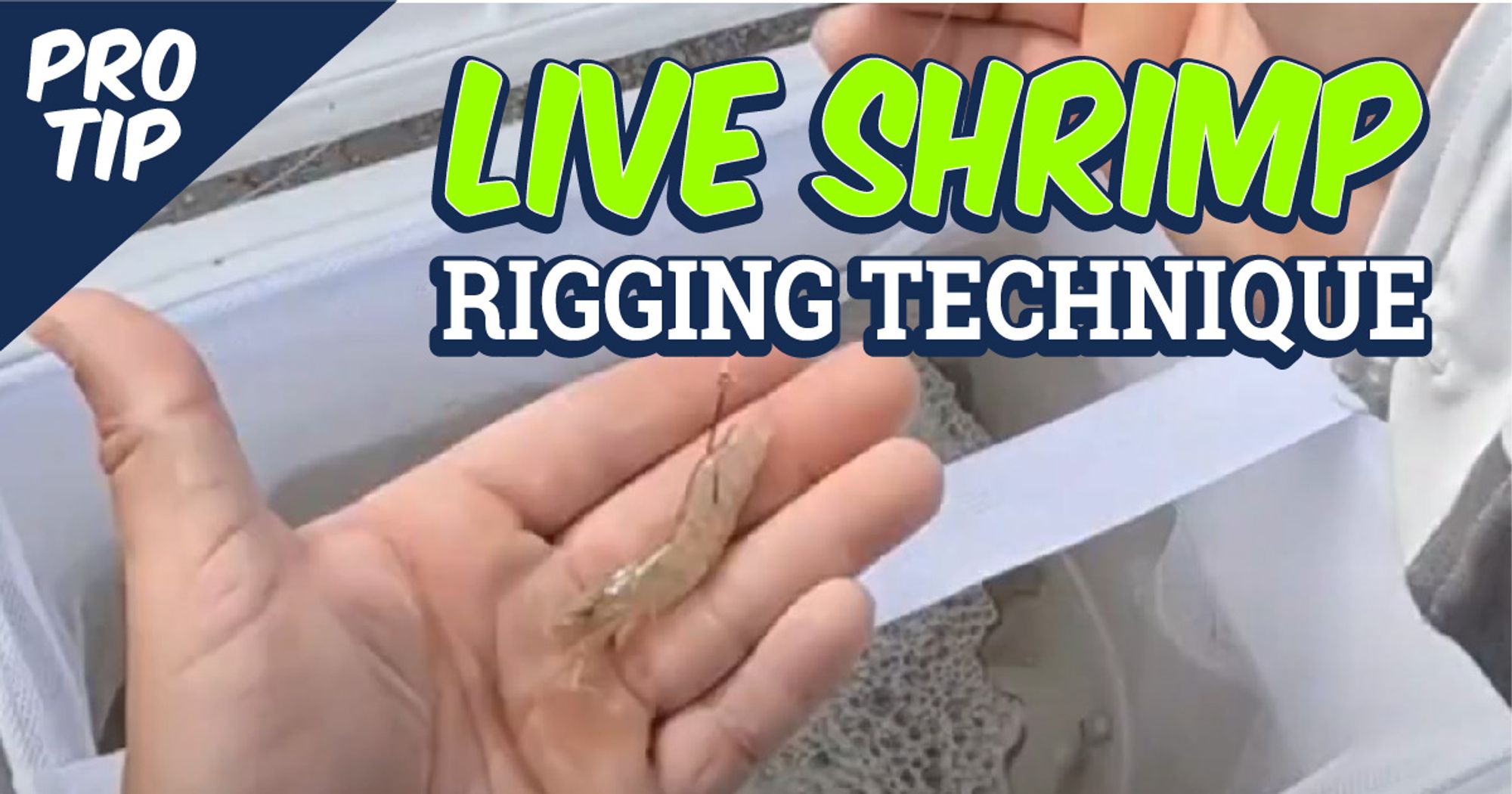 Stealthy Tactics To Rig Live Shrimp For More Strikes!