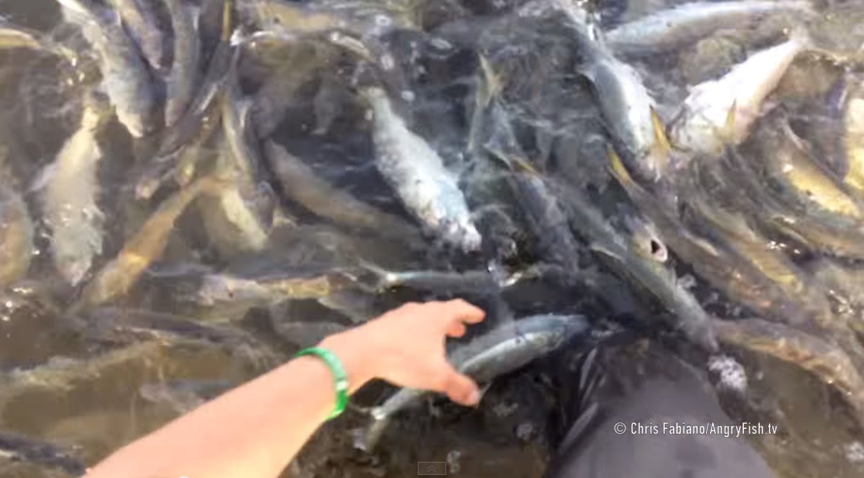 Bluefish Attacking Topwater Lures In Bloodstained Water!