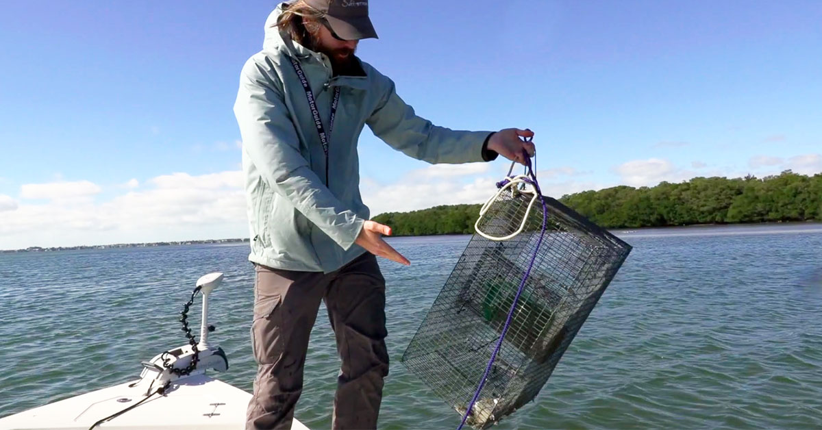 How To Easily Catch Pinfish In A Pinfish Trap