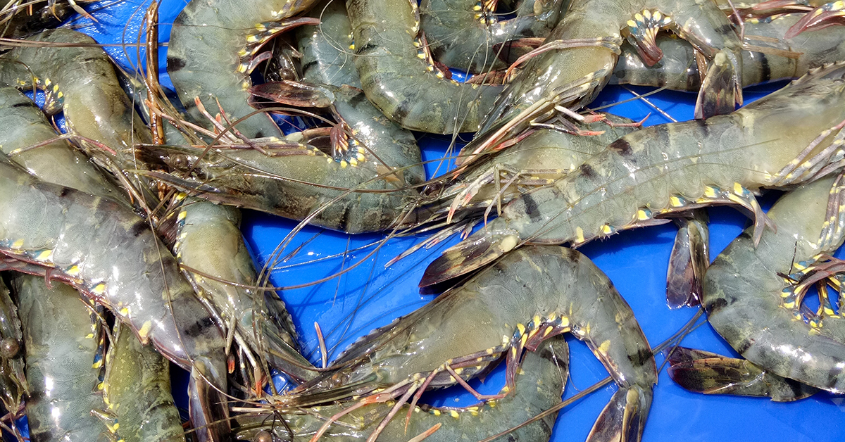 How These FarmRaised Shrimp Are Catching Crazy Amounts Of Fish!