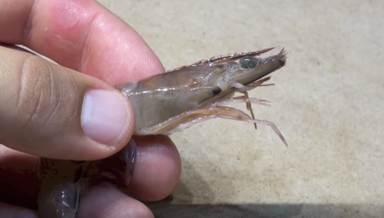 How To Hook Shrimp Like A Fishing Pro (VIDEO)