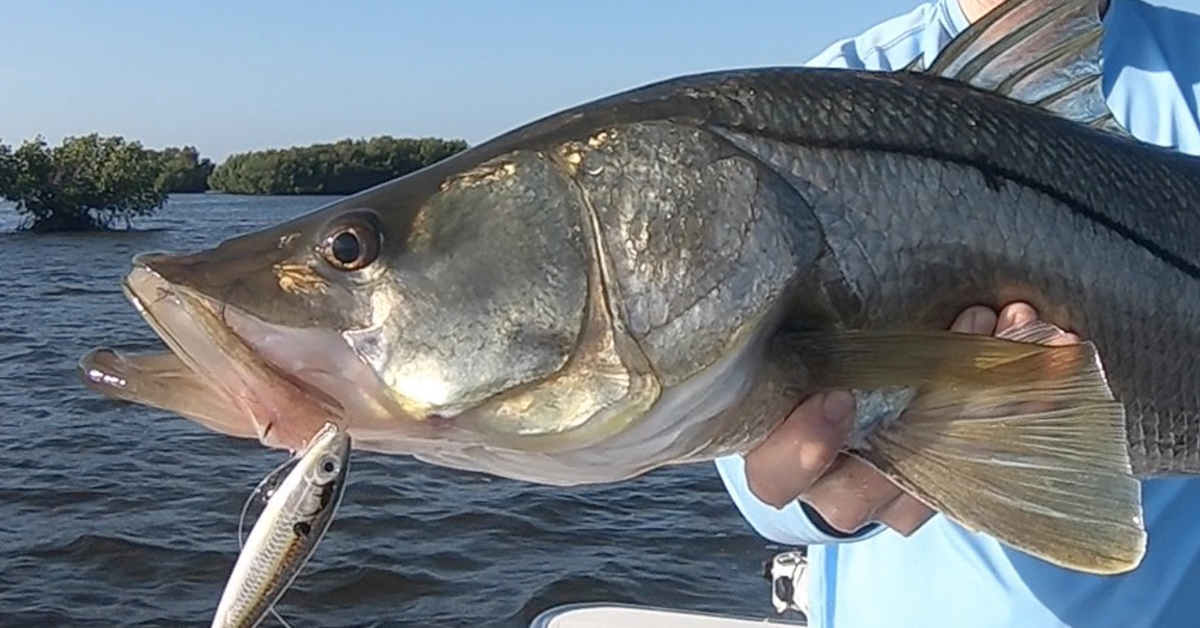 The Best Way To Retrieve A Topwater Lure [VIDEO]