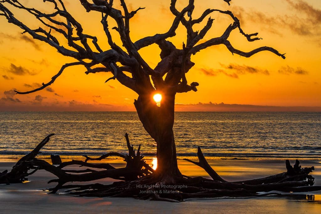 New! Jekyll Island Collection Photo Sunrise on Driftwood Beach