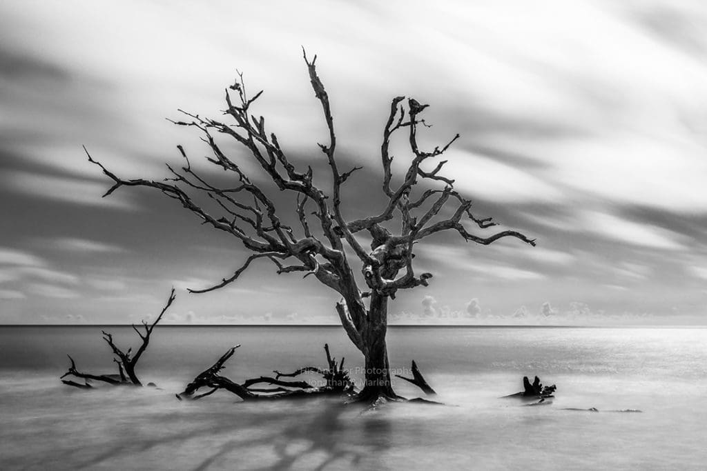 New! Jekyll Island Collection Photo B&W of Driftwood Beach, Jekyll