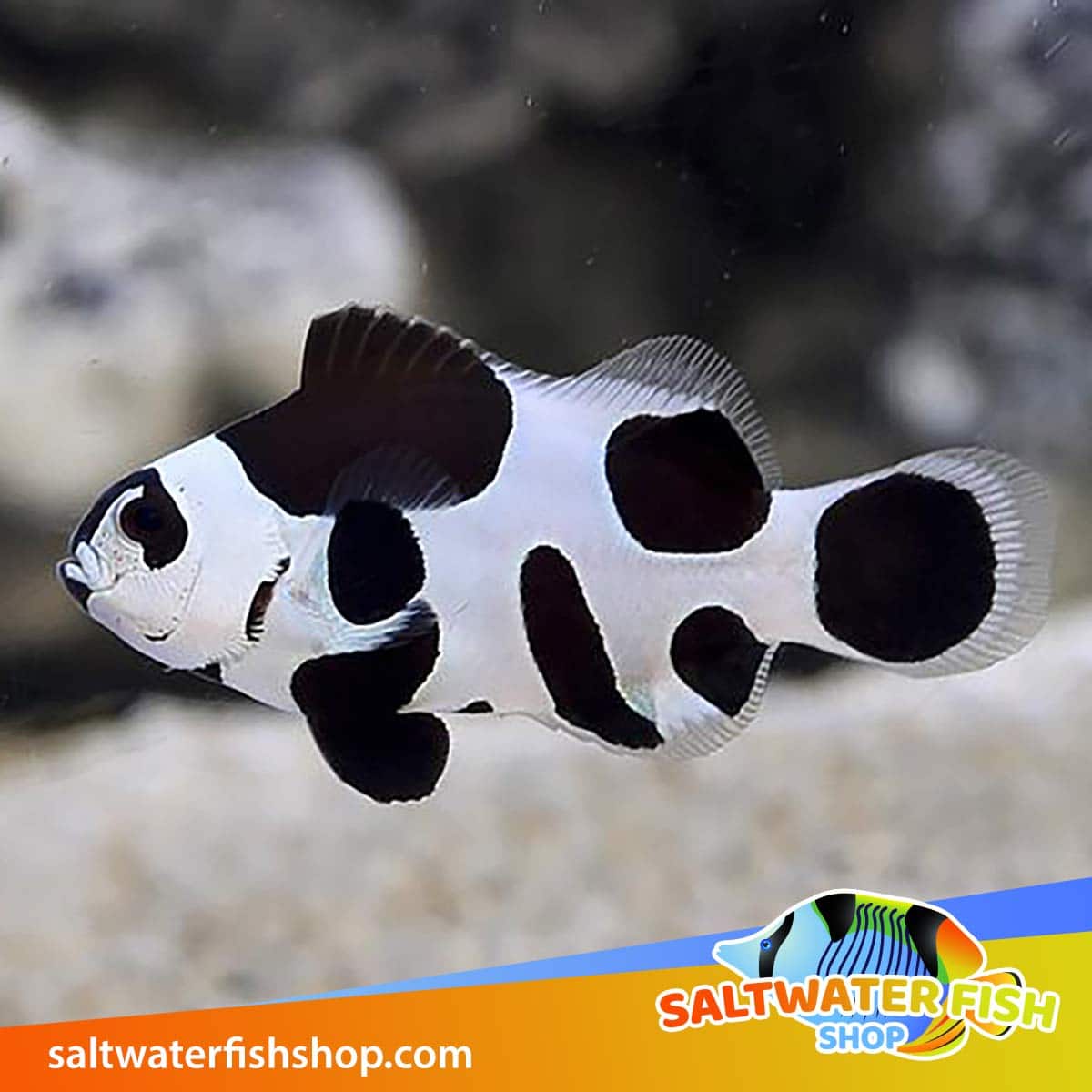 Black And White Clownfish