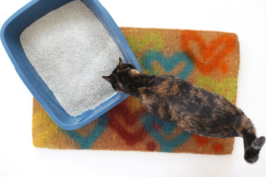 How to Stop a Cat From Peeing on the Bed Salty Canary