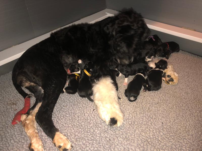 Saltydawg Portuguese Water Dogs Moultonboro, NH Home