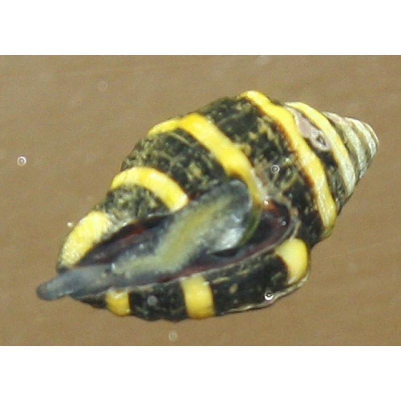 Salty underground Bumblebee snail (Engina mendicaria)