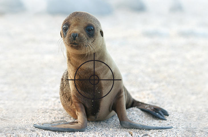 Chile Alarma Roja Para Los Lobos Marinos Salva La Selva