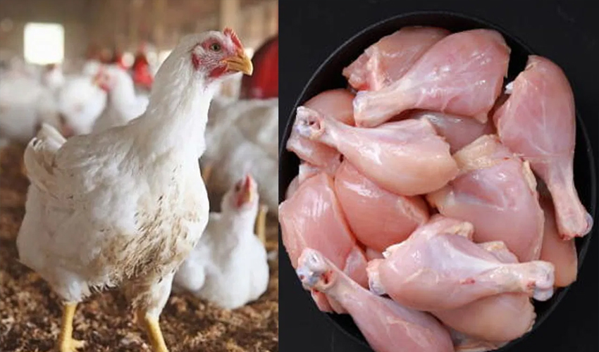 Chicken meat prices in Pakistan continue downward trend