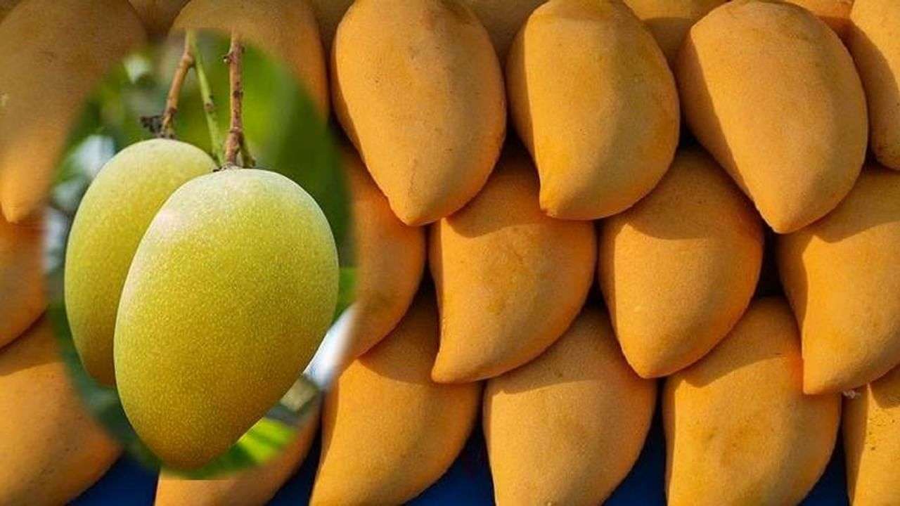 Mango The King of fruits Samachar Just Click