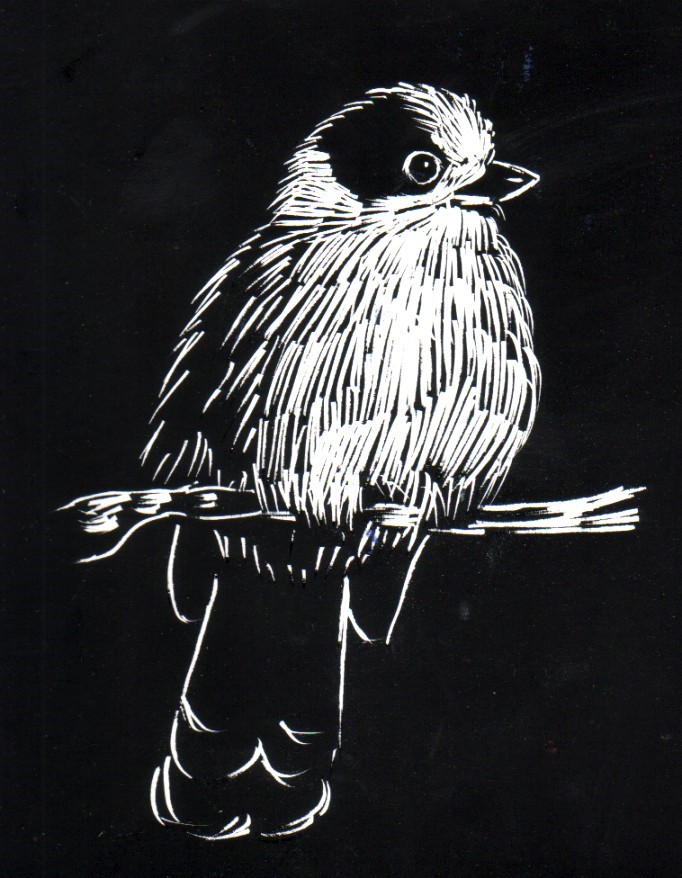 Introduction to Scratchboard Art Starts