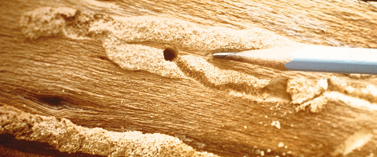 Powder Post Beetle to