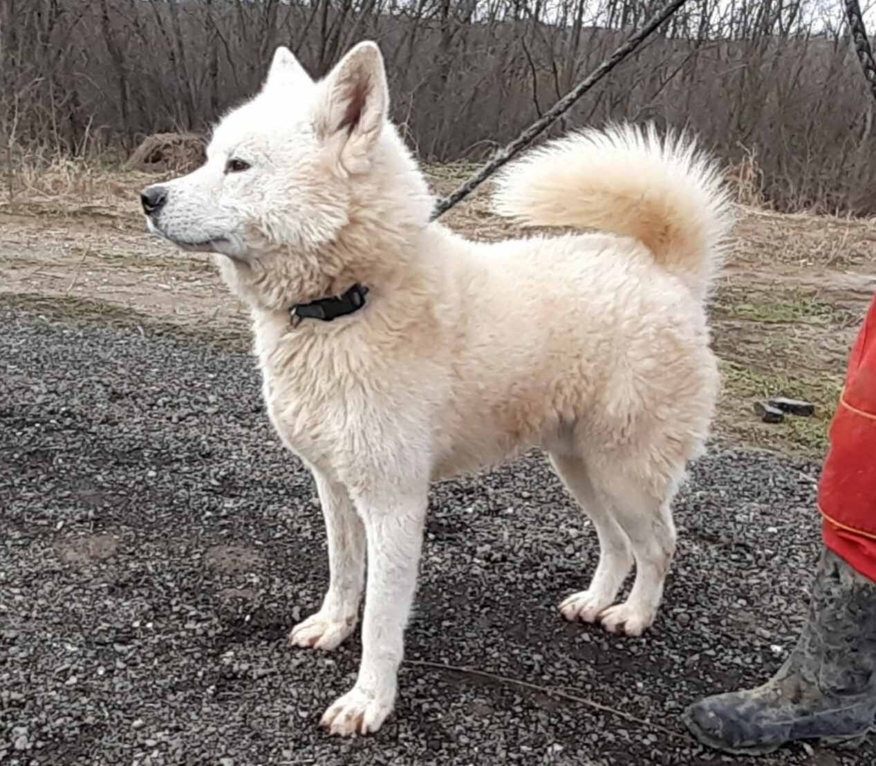 Slawisa weißer Akita Mix Samojede in Not