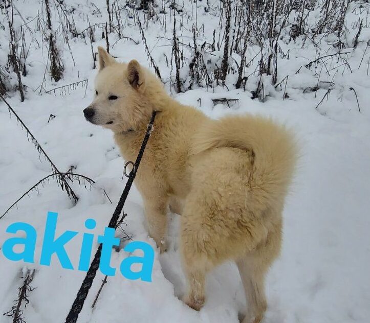 Slawisa weißer Akita Mix Samojede in Not
