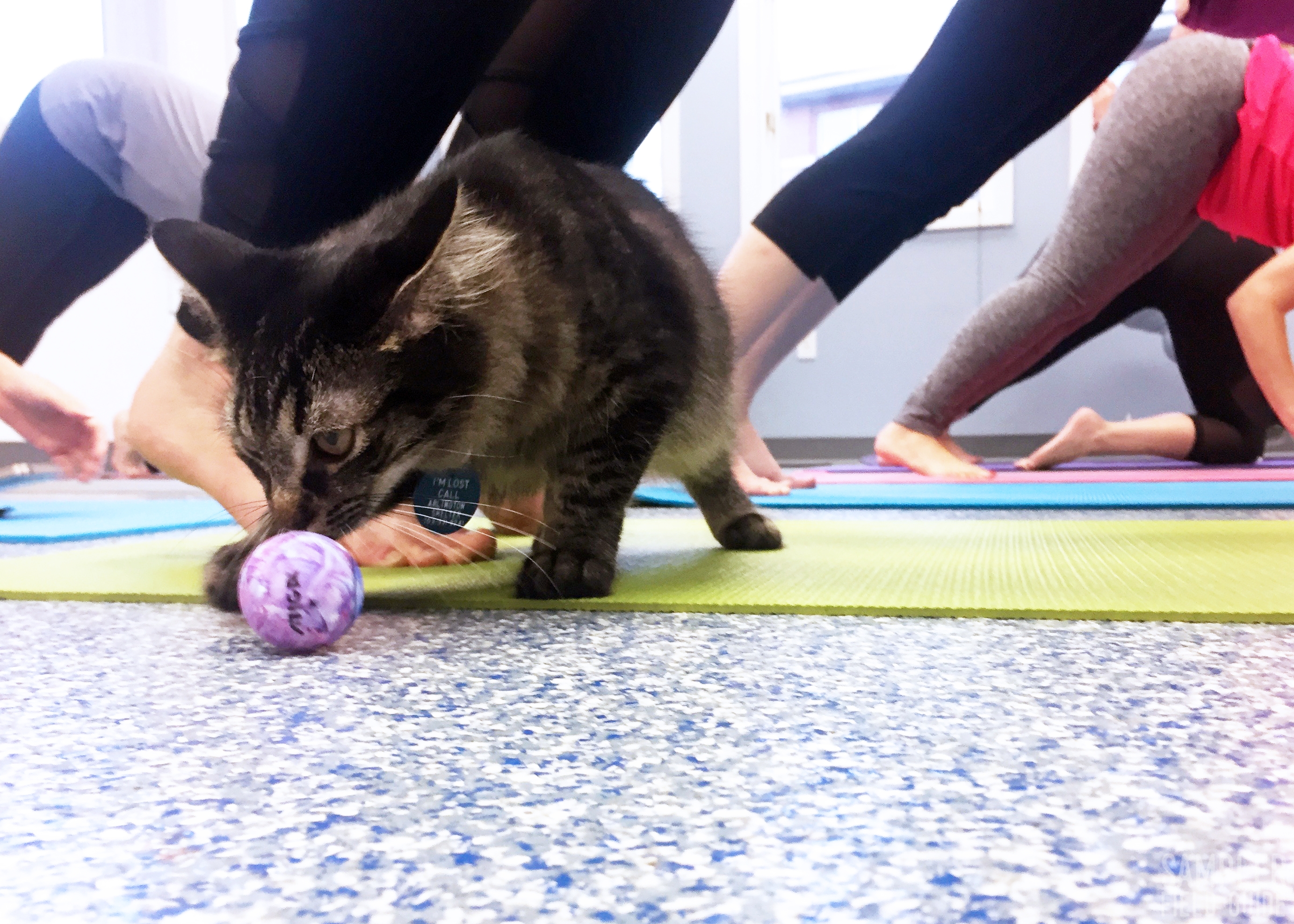 Kitten Yoga Mostly Kittens, Very Little Yoga, Maximum Cuteness