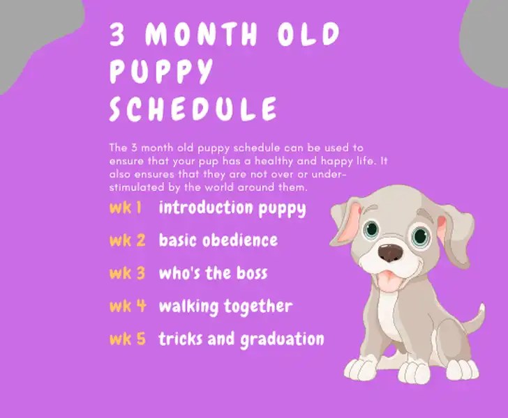 Best 3 Month old Puppy Schedule Sleep, Grooming, Feeding, Exercise