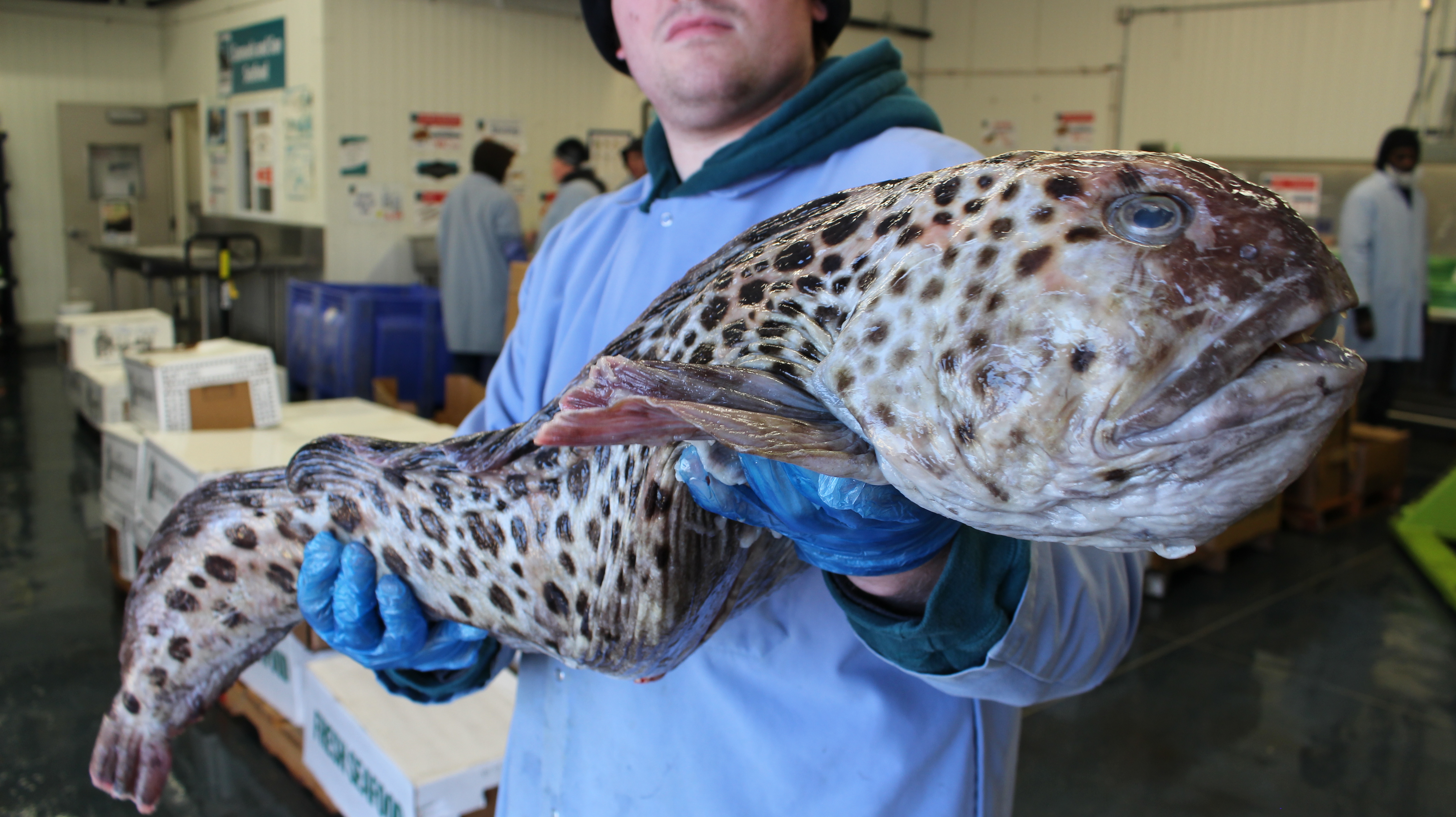 6 Crazy Fish (You Can Actually Eat) Samuels Seafood