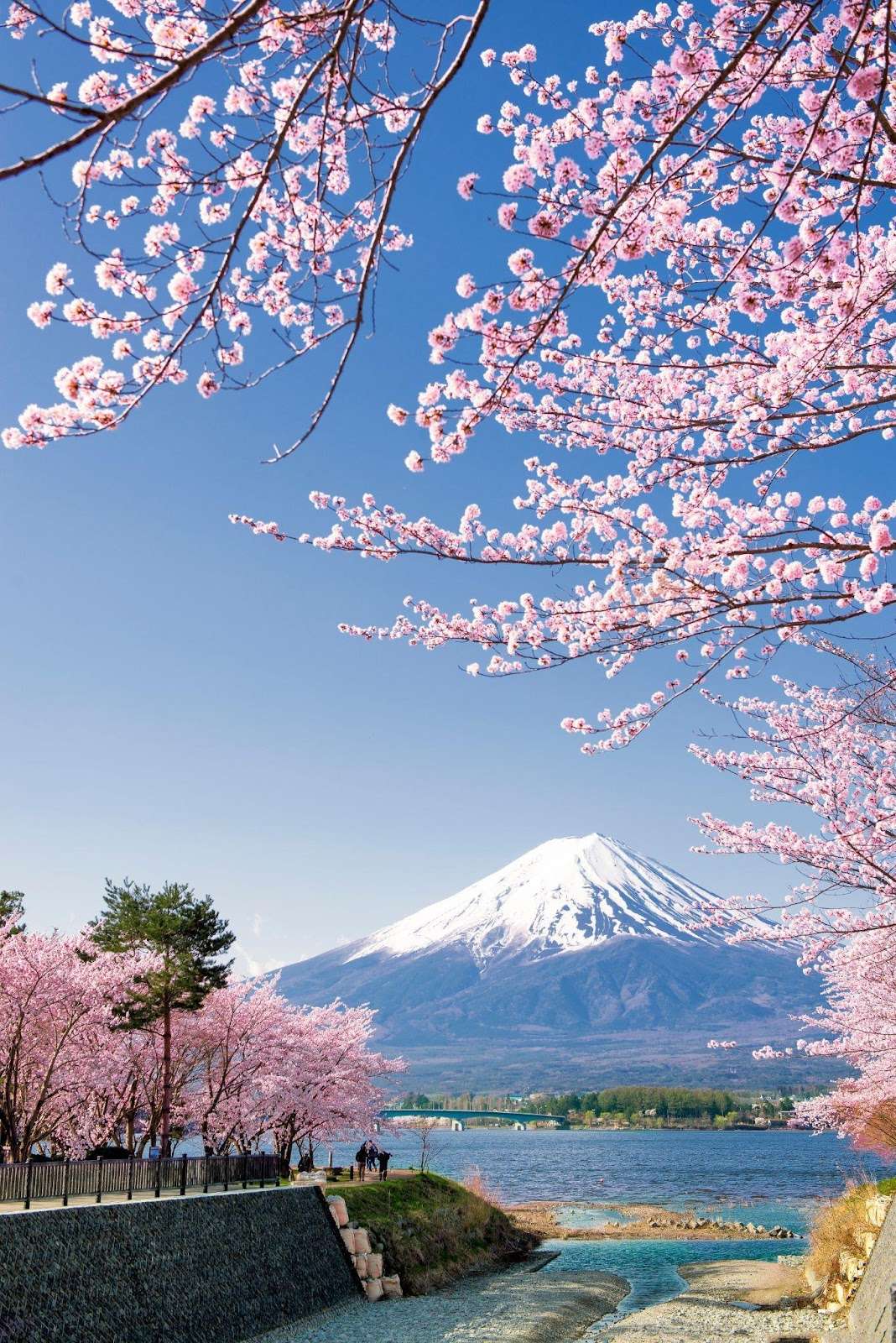 Chasing Blooms in Asia Why are Cherry Blossoms Significant?