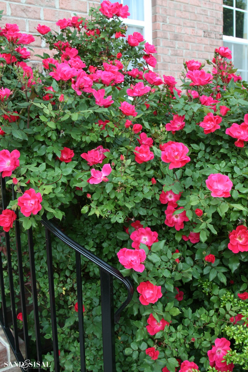 How and When to Prune Knock Out Roses Sand and Sisal